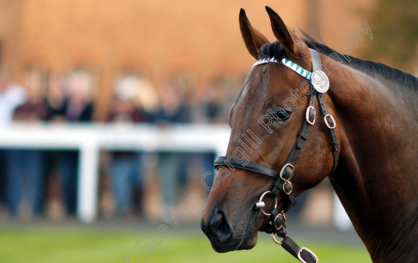 Lot-0325-colt-by-Dubawi-x-Dar-Re-Mi-0007 
 Lot 325 a colt by Dubawi x Dar Re Mi before selling at Tattersalls Yearling Sale Book1 for 3.5million guineas
Newmarket 10 Oct 2018 - Pic Steven Cargill / Racingfotos.com