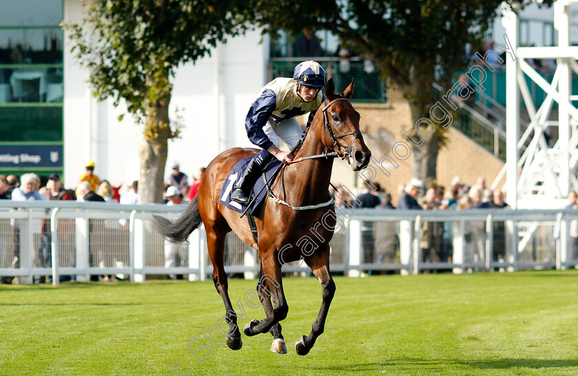 Molten-Rock-0001 
 MOLTEN ROCK (Clifford Lee)
Yarmouth 18 Sep 2024 - Pic Steven Cargill / Racingfotos.com