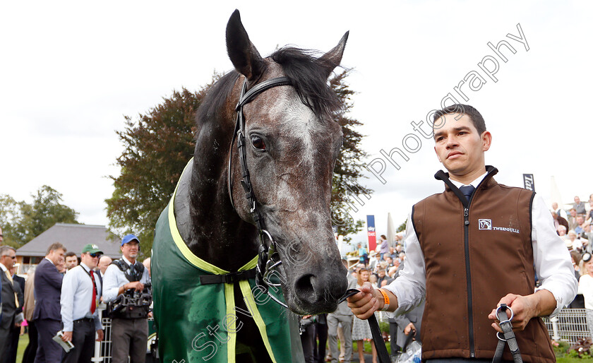 Roaring-Lion-0018 
 ROARING LION after The Juddmonte International Stakes
York 22 Aug 2018 - Pic Steven Cargill / Racingfotos.com