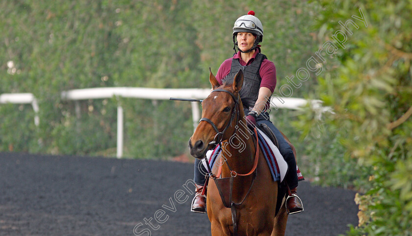 Big-Orange-0002 
 BIG ORANGE exercising in preparation for the Dubai Gold Cup Meydan 28 Mar 2018 - Pic Steven Cargill / Racingfotos.com