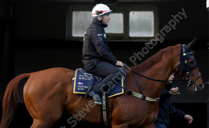 Nature-Strip-0003 
 NATURE STRIP - Australia to Ascot, preparing for the Royal Meeting.
Ascot 10 Jun 2022 - Pic Steven Cargill / Racingfotos.com