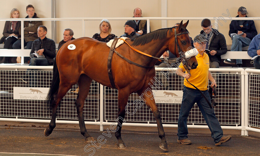 Lot-0044-filly-by-Kodiac-ex-Toppled-0001 
 Lot 044 filly by Kodiac ex Toppled sells for £58,000 at The Tattersalls Ireland Ascot Breeze Up Sale 5 Apr 2018 - Pic Steven Cargill / Racingfotos.com