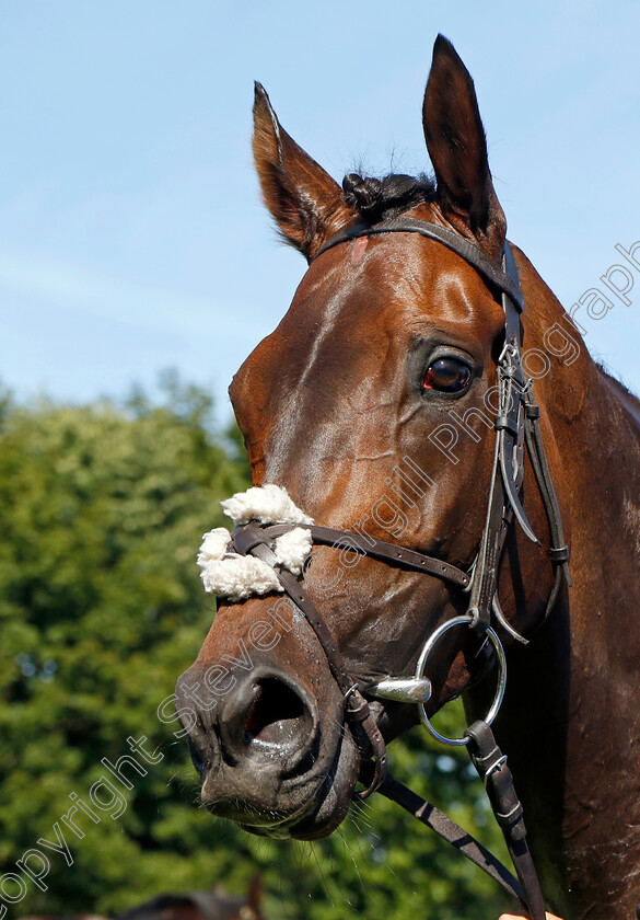 Alcohol-Free-0027 
 ALCOHOL FREE winner of The Darley July Cup
Newmarket 9 Jul 2022 - Pic Steven Cargill / Racingfotos.com