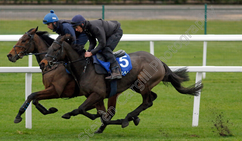 Monbeg-Genius-and-Iron-Bridge-0004 
 MONBEG GENIUS (nearside, Derek O'Connor) with IRON BRIDGE (farside, Kevin Brogan)
Coral Gold Cup Gallops Morning
Newbury 21 Nov 2023 - Pic Steven Cargill / Racingfotos.com