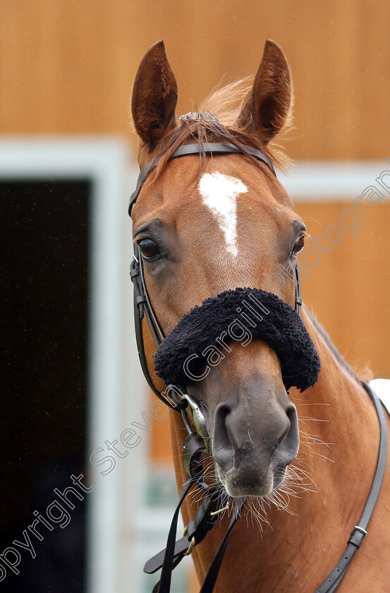 Narak-0008 
 NARAK 
Newbury 13 Jun 2019 - Pic Steven Cargill / Racingfotos.com