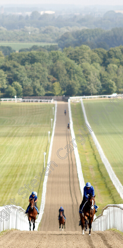 Godolphin-0003 
 Godolphin horses exercising 
Moulton Paddocks, Newmarket 28 Jun 2019 - Pic Steven Cargill / Racingfotos.com