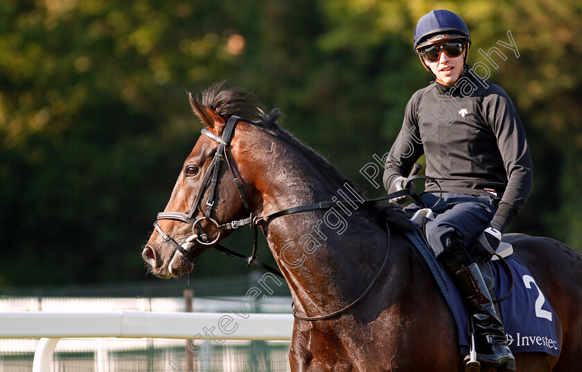 Young-Rascal-0014 
 YOUNG RASCAL (James Doyle) after exercising at Epsom Racecourse in preparation for The Investec Derby, 22 May 2018 - Pic Steven Cargill / Racingfotos.com