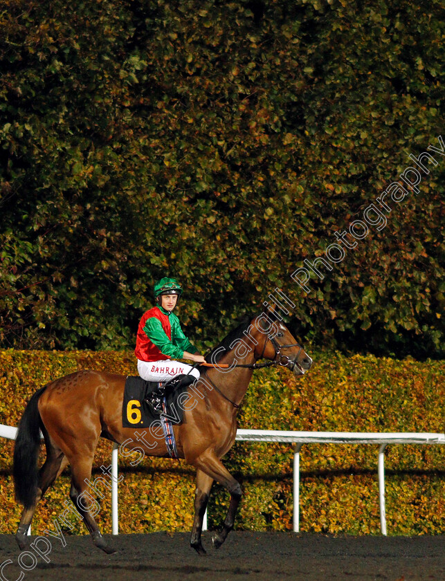 Candleford-0001 
 CANDLEFORD (Tom Marquand) before winning The Unibet 3 Uniboosts A Day Handicap
Kempton 10 Nov 2021 - Pic Steven Cargill / Racingfotos.com