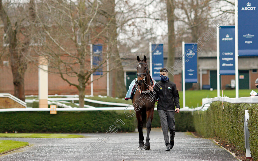 Shishkin-0001 
 SHISHKIN before The SBK Clarence House Chase
Ascot 22 Jan 2022 - Pic Steven Cargill / Racingfotos.com