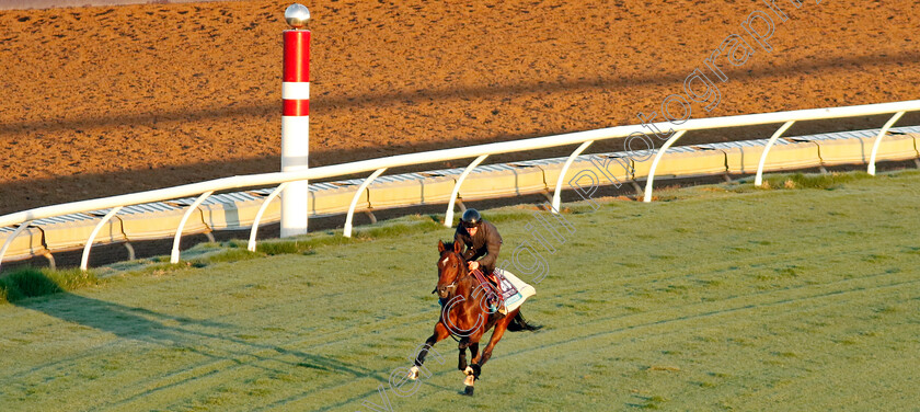 New-Century-0003 
 NEW CENTURY (Oisin Murphy) training for the Breeders' Cup Juvenile Turf
Del Mar USA 30 Oct 2024 - Pic Steven Cargill / Racingfotos.com