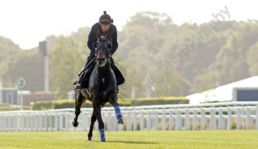 Artorius-0004 
 ARTORIUS (Jamie Spencer) - Australia to Ascot, preparing for the Royal Meeting.
Ascot 10 Jun 2022 - Pic Steven Cargill / Racingfotos.com