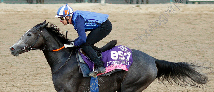 Lily s-Candle-0001 
 LILY'S CANDLE exercising ahead of The Breeders' Cup Juvenile Fillies Turf
Churchill Downs USA 31 Oct 2018 - Pic Steven Cargill / Racingfotos.com