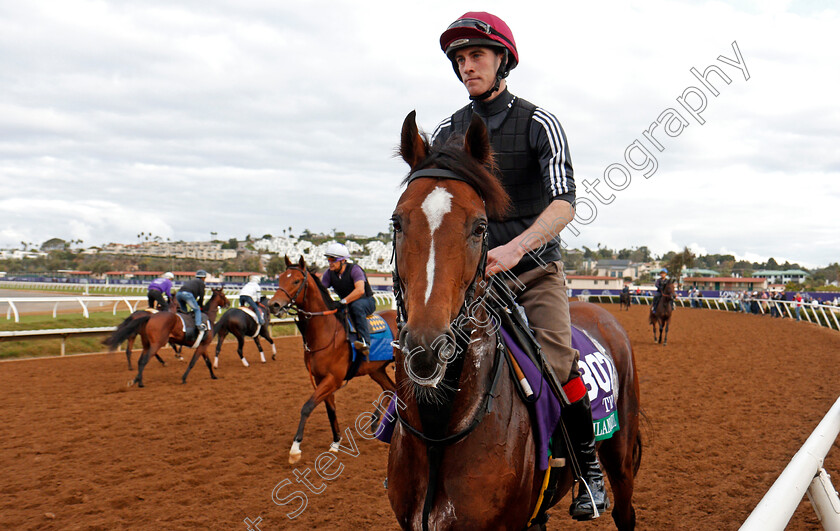 Highland-Reel-0003 
 HIGHLAND REEL training for The Breeders' Cup Turf at Del Mar 2 Nov 2017 - Pic Steven Cargill / Racingfotos.com