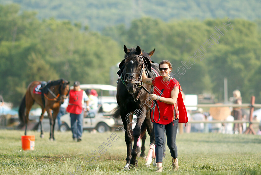 Mr-Hot-Stuff-0001 
 MR HOT STUFF parading before The Calvin Houghland Iroquois Hurdle
Percy Warner Park, Nashville USA, 12 May 2018 - Pic Steven Cargill / Racingfotos.com