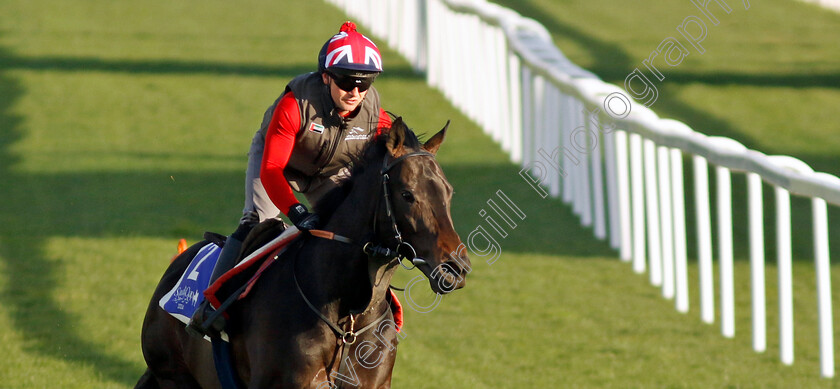 Annaf-0002 
 ANNAF training for The 1351 Turf Sprint
King Abdulaziz Racecourse, Saudi Arabia 21 Feb 2024 - Pic Steven Cargill / Racingfotos.com