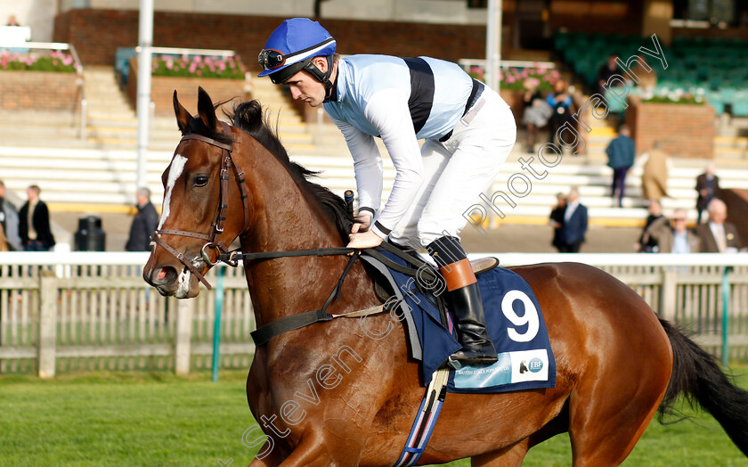 Premiere-Beauty-0002 
 PREMIERE BEAUTY (Dylan Hogan)
Newmarket 28 Oct 2022 - Pic Steven Cargill / Racingfotos.com