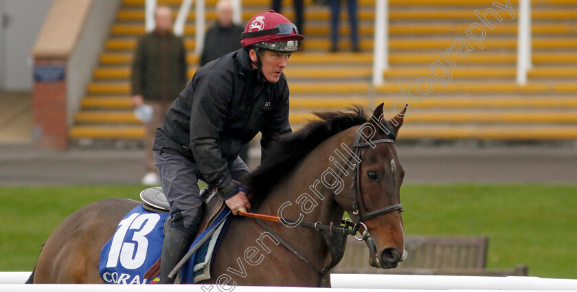 Paisley-Park-0001 
 PAISLEY PARK (Barry Fenton)
Coral Gold Cup Gallops Morning
Newbury 21 Nov 2023 - Pic Steven Cargill / Racingfotos.com