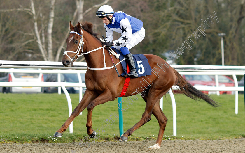 Jonniebeegood-0001 
 JONNIEBEEGOOD (Sorin Moldoveanu)
Lingfield 7 Mar 2024 - Pic Steven Cargill / Racingfotos.com