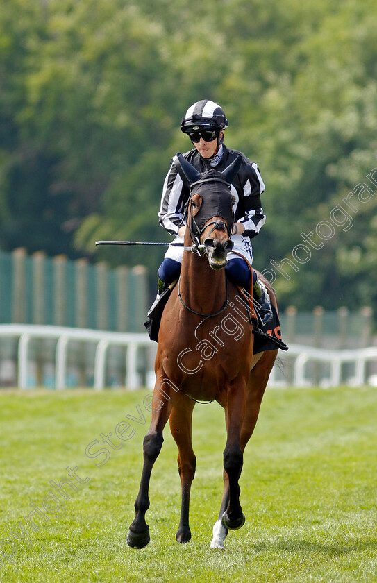 Majestic-Glory 
 MAJESTIC GLORY (David Probert)
Epsom 4 Jun 2022 - Pic Steven Cargill / Racingfotos.com