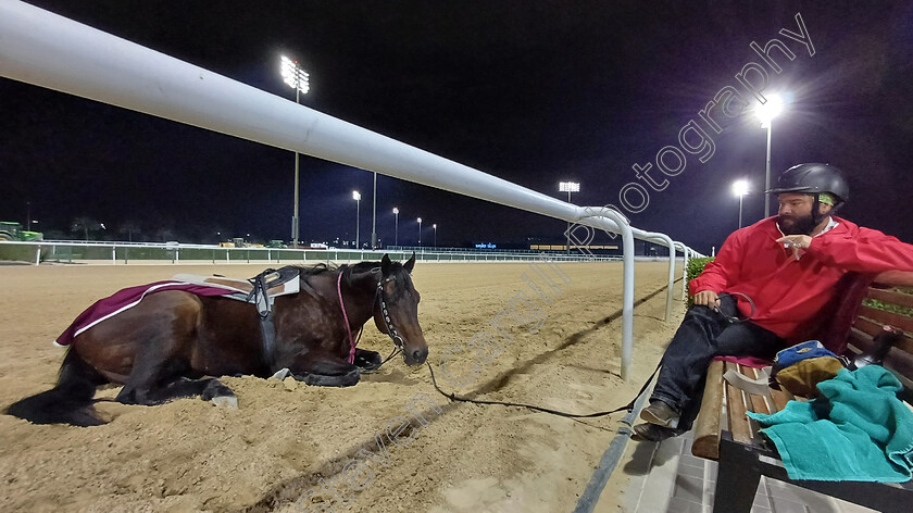 Outrider-0001 
 Racetrack outrider ALEXANDER THOMPSON and his mount MOFTRIS take a break between lots at 530 this morning
Meydan, Dubai 1 Mar 2024 - Pic Steven Cargill / Racingfotos.com