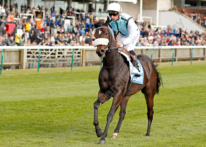 Hikmaa-0001 
 HIKMAA (Adam Beschizza) Newmarket 13 Oct 2017 - Pic Steven Cargill / Racingfotos.com