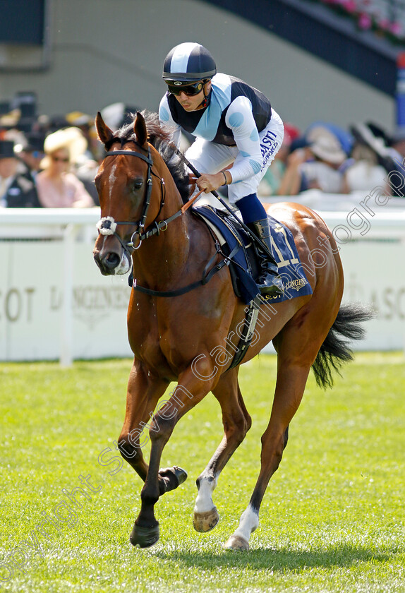 Manhattan-Jungle 
 MANHATTAN JUNGLE (Mickael Barzalona)
Royal Ascot 15 Jun 2022 - Pic Steven Cargill / Racingfotos.com