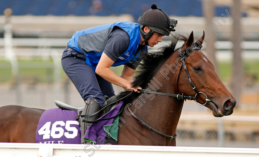 Ribchester-0005 
 RIBCHESTER training for The Breeders' Cup Mile at Del Mar USA, 1 Nov 2017 - Pic Steven Cargill / Racingfotos.com