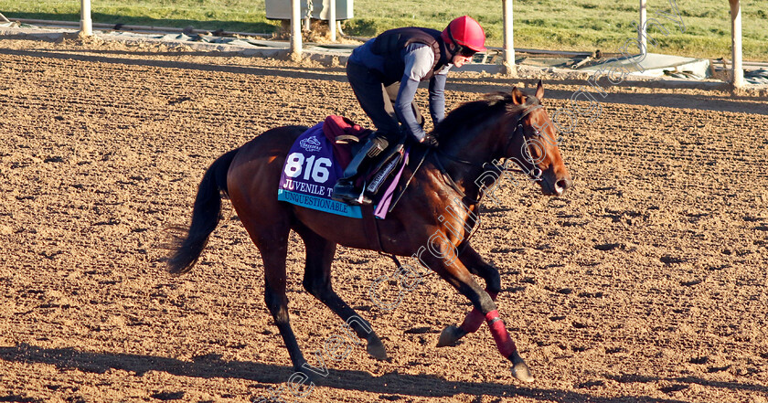 Unquestionable-0001 
 UNQUESTIONABLE training for The Breeders' Cup Juvenile Turf 
Santa Anita USA, 31 October 2023 - Pic Steven Cargill / Racingfotos.com