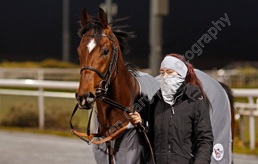 La-Tihaty-0001 
 LA TIHATY winner of The Support The Injured Jockeys Fund Novice Stakes
Chelmsford 22 Jan 2021 - Pic Steven Cargill / Racingfotos.com