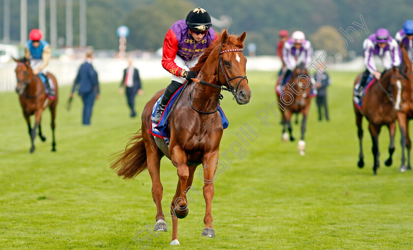 Desert-Hero-0005 
 DESERT HERO (Tom Marquand)
Doncaster 16 Sep 2023 - Pic Steven Cargill / Racingfotos.com