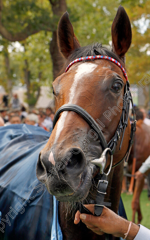 Inspiral-0016 
 INSPIRAL after winning The Prix du Haras de Fresnay-le-Buffard Jacques le Marois
Deauville 13 Aug 2023 - Pic Steven Cargill / Racingfotos.com