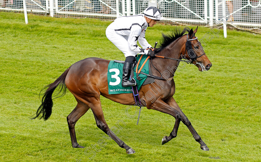 Cite-d Or-0001 
 CITE D'OR (Pierre Louis-Jamin)
Chester 10 May 2023 - pic Steven Cargill / Racingfotos.com