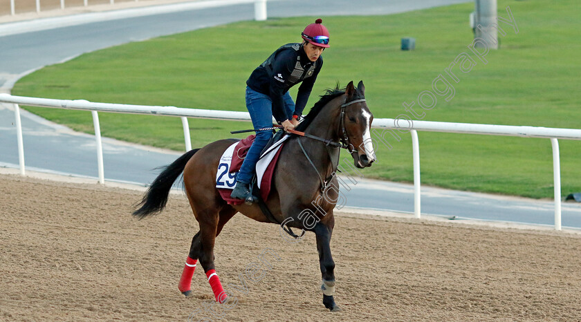 Lunatick-0002 
 LUNATICK training at the Dubai Racing Carnival 
Meydan 2 Jan 2025 - Pic Steven Cargill / Racingfotos.com