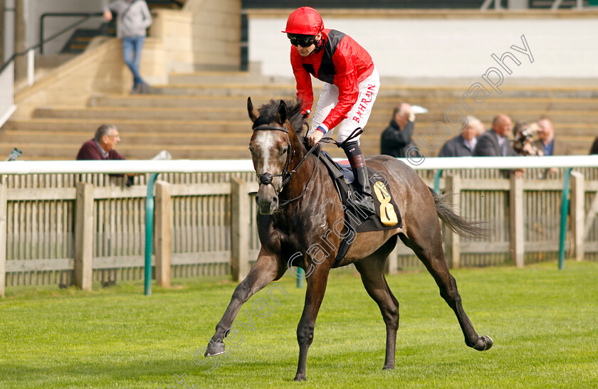 Dr-Hackenbush-0001 
 DR HACKENBUSH (Robert Havlin)
Newmarket 28 Sep 2023 - Pic Steven Cargill / Racingfotos.com