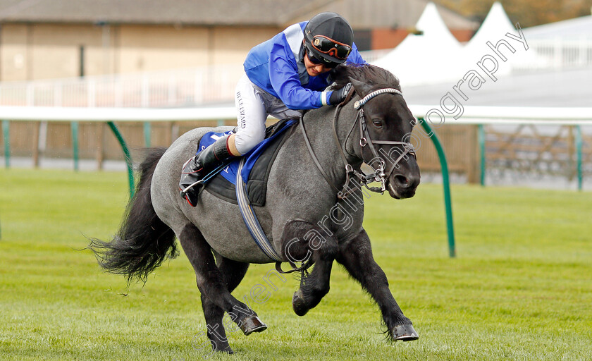 Briar-Smokey-Joe-0003 
 BRIAR SMOKEY JOE (farside, Zak Kent) wins The Shetland Pony Grand National Flat Race
Newmarket 27 Sep 2019 - Pic Steven Cargill / Racingfotos.com