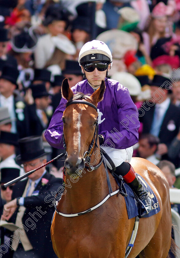 California-Dreamer-0001 
 CALIFORNIA DREAMER (Daivd Egan)
Royal Ascot 21 Jun 2024 - Pic Steven Cargill / Racingfotos.com