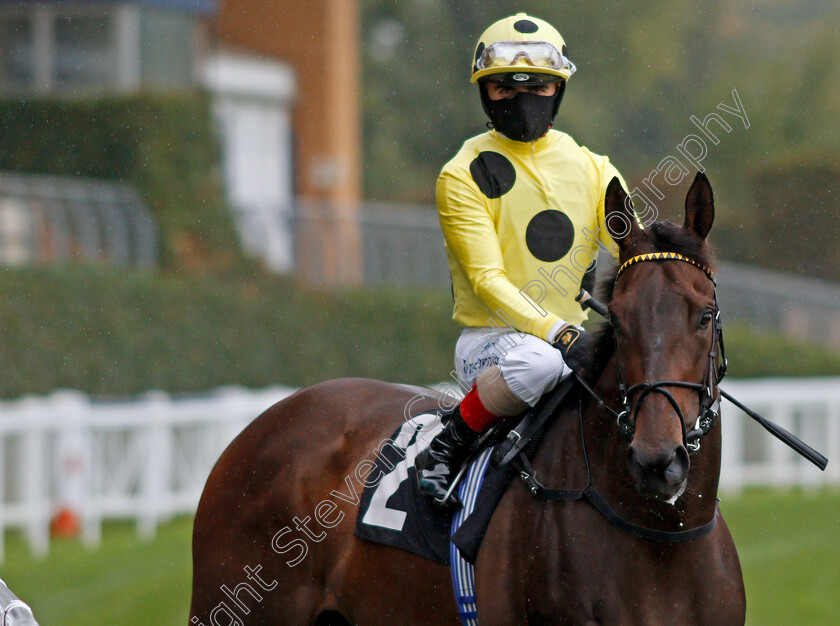 Without-A-Fight-0001 
 WITHOUT A FIGHT (Andrea Atzeni)
Ascot 2 Oct 2020 - PIc Steven Cargill / Racingfotos.com