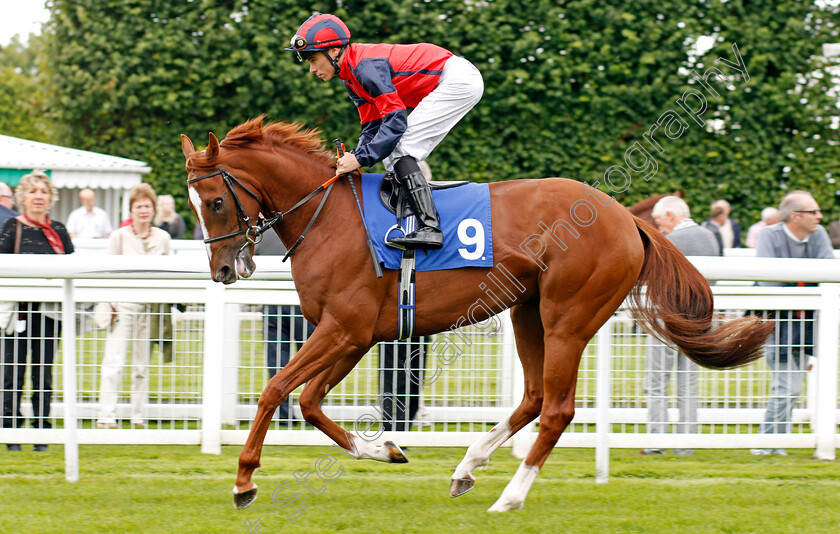 Nuits-St-Georges-0001 
 NUITS ST GEORGES (Kieran Shoemark) Salisbury 7 Sep 2017 - Pic Steven Cargill / Racingfotos.com