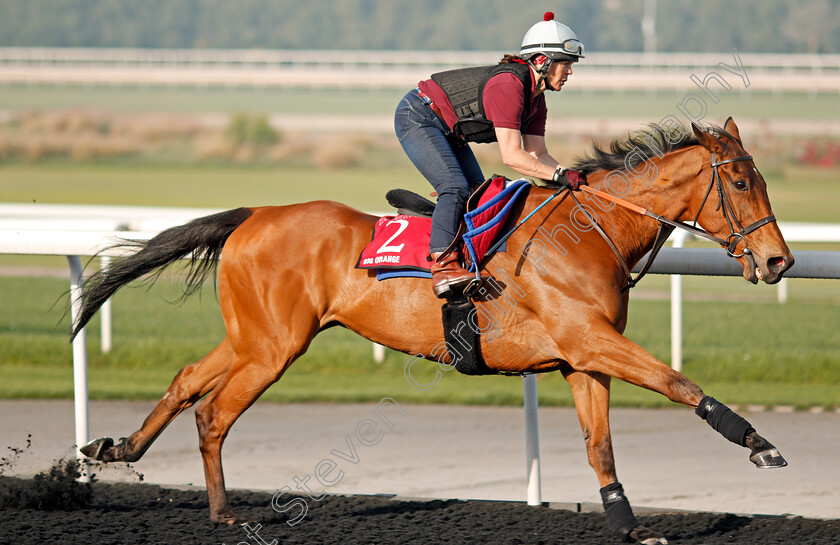 Big-Orange-0001 
 BIG ORANGE exercising in preparation for The Dubai Gold Cup at Meydan 29 Mar 2018 - Pic Steven Cargill / Racingfotos.com