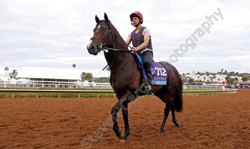 U-S-Navy-Flag-0002 
 U S NAVY FLAG training for The Breeders' Cup Juvenile at Del Mar 2 Nov 2017 - Pic Steven Cargill / Racingfotos.com