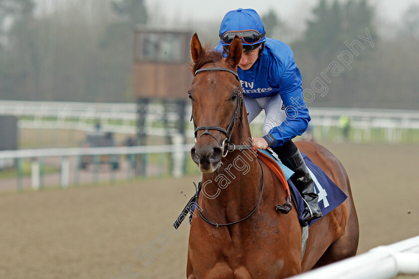 Mystique-Moon-0001 
 MYSTIQUE MOON (Tom Marquand) Lingfield 12 Jan 2018 - Pic Steven Cargill / Racingfotos.com