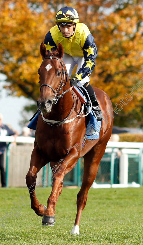 Massam-0001 
 MASSAM (Silvestre De Sousa)
Newmarket 13 Oct 2018 - Pic Steven Cargill / Racingfotos.com