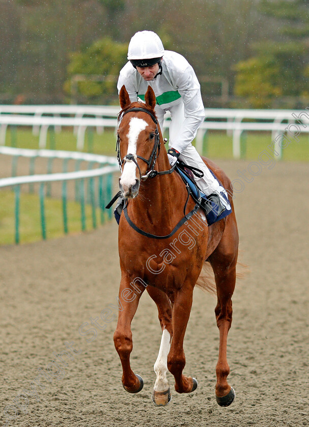 Utmost-0001 
 UTMOST (Robert Havlin) winner of The Betway Winter Derby Trial Stakes Lingfield 3 Feb 2018 - Pic Steven Cargill / Racingfotos.com