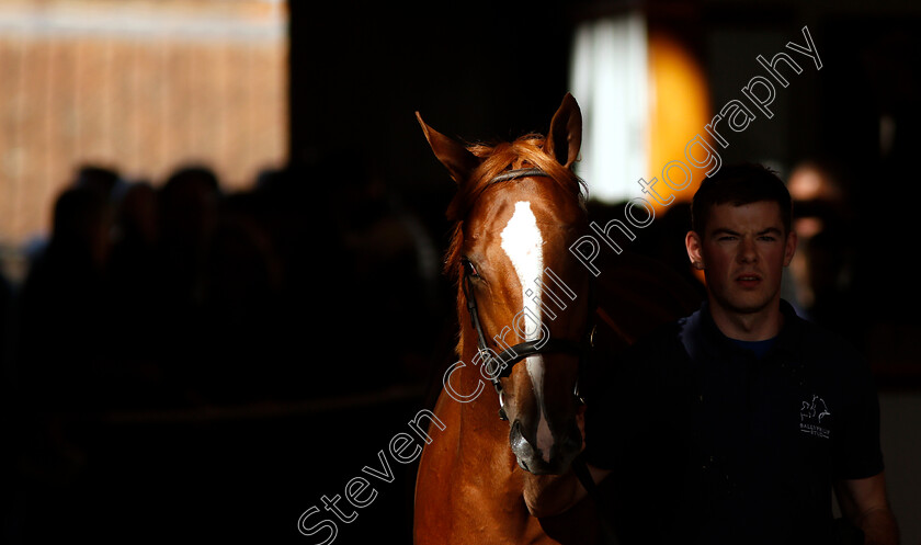 Tattersalls-0002 
 A horse is led out after selling at Tattersalls Yearling Sale Book1
Newmarket 9 Oct 2018 - Pic Steven Cargill / Racingfotos.com