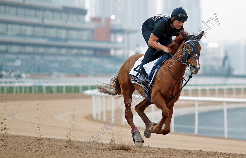 Naxos-0001 
 NAXOS training at the Dubai Racing Carnival
Meydan 1 Feb 2024 - Pic Steven Cargill / Racingfotos.com