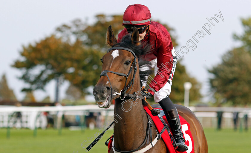 Random-Harvest-0002 
 RANDOM HARVEST (Saffie Osborne)
Newmarket 7 Oct 2023 - Pic Steven Cargill / Racingfotos.com