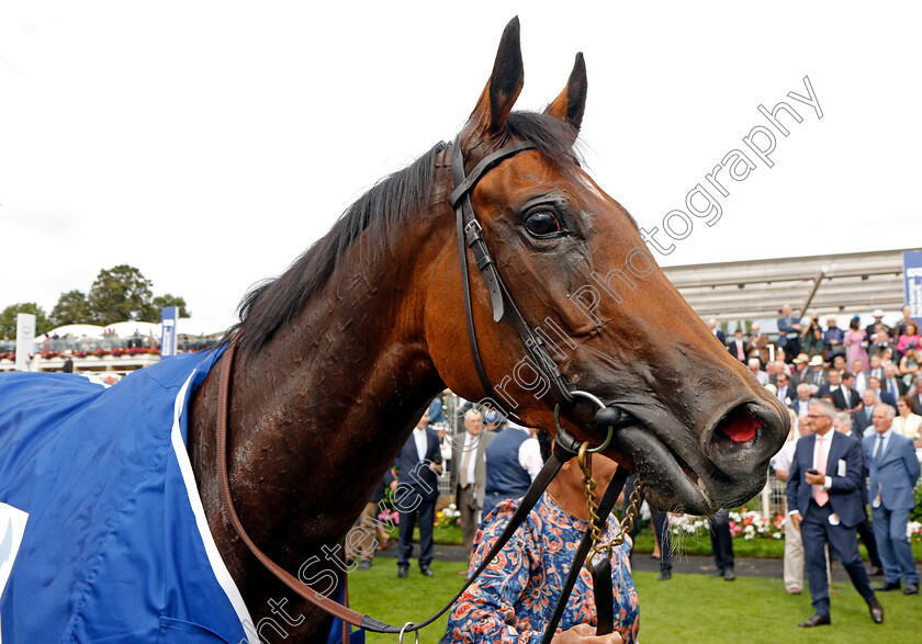 Warm-Heart-0011 
 WARM HEART winner of The Pertemps Network Yorkshire Oaks
York 24 Aug 2023 - Pic Steven Cargill / Racingfotos.com