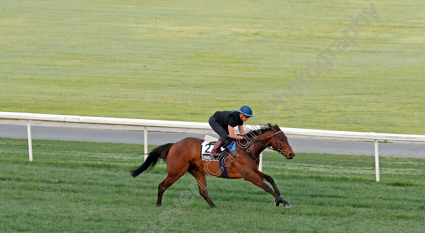 Emaraaty-Ana-0001 
 EMARAATY ANA (Andrea Atzeni) training for The Al Quoz Sprint
Meydan, Dubai, 24 Mar 2022 - Pic Steven Cargill / Racingfotos.com