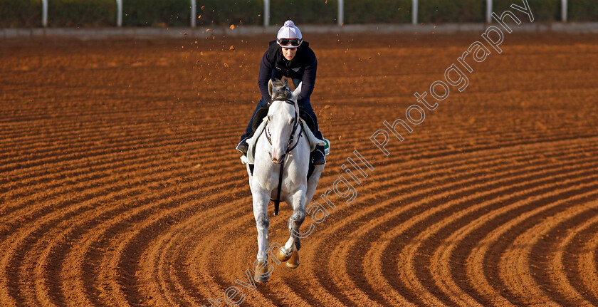 White-Abarrio-0003 
 WHITE ABARRIO training for The Saudi Cup
King Abdulaziz Racecourse, Saudi Arabia 20 Feb 2024 - Pic Steven Cargill / Racingfotos.com