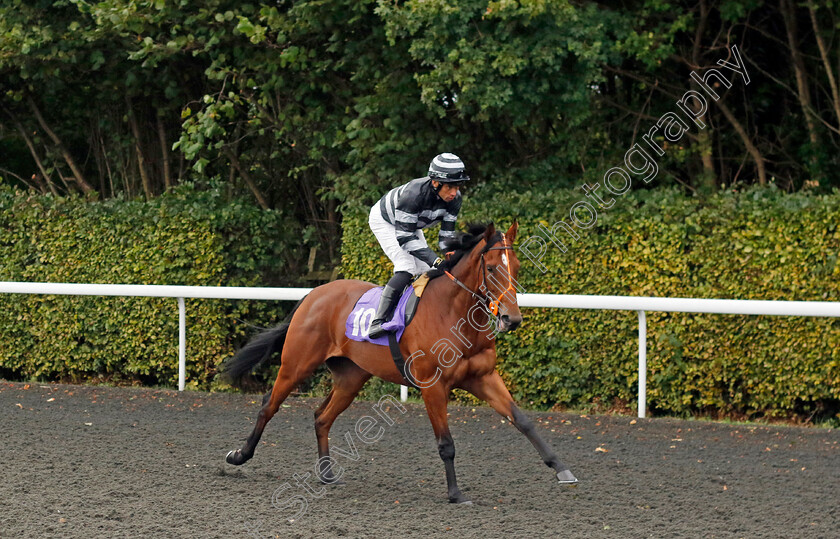 Panama-Black-0001 
 PANAMA BLACK (Sean Levey)
Kempton 2 Oct 2024 - pic Steven Cargill / Racingfotos.com